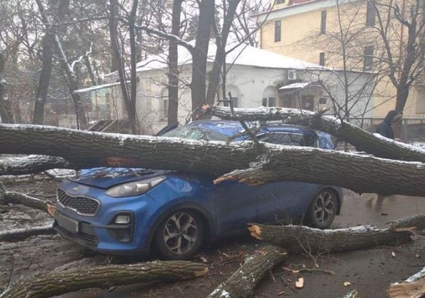 На улице Краснова в Киеве дерево упало на два припаркованных авто (фото)