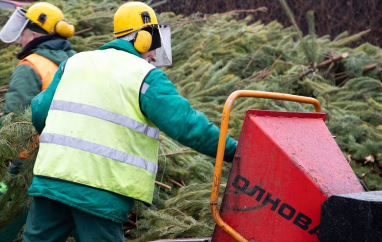 Киевляне в этом году сдали на утилизацию в три раза больше новогодних елок, чем в прошлом