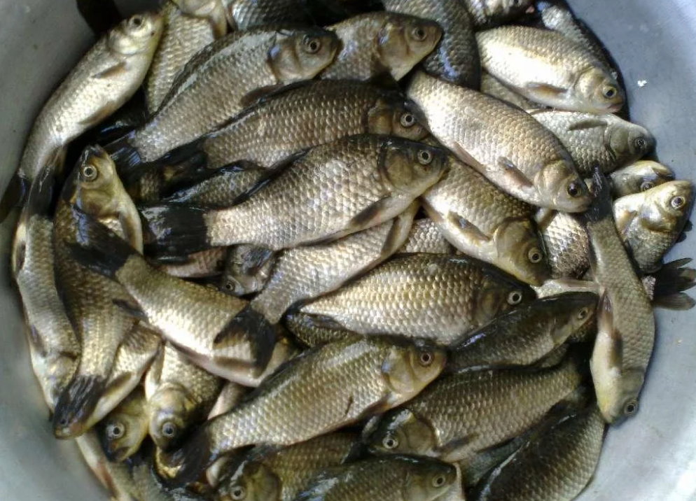 На Каневском водохранилище задержали браконьера выловившего почти 50 кг карасей (фото)