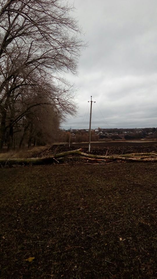 Сильный ветер обесточил 26 населенных пунктов в Киевской области