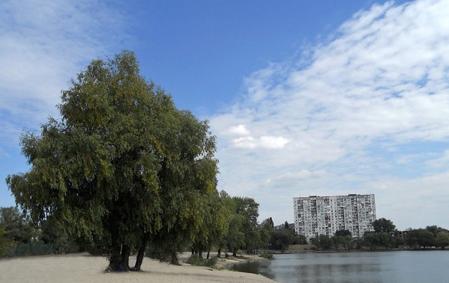 Киевсовет объявил “Дерево Виктора Цоя” ботаническим памятником природы