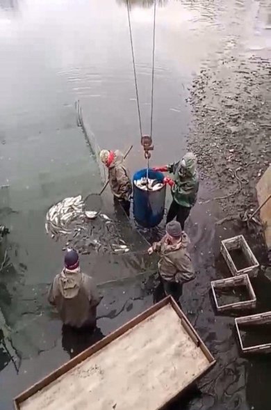 За 26 и 27 марта в водоемы Киевщины заселили более 2 тонн рыбы