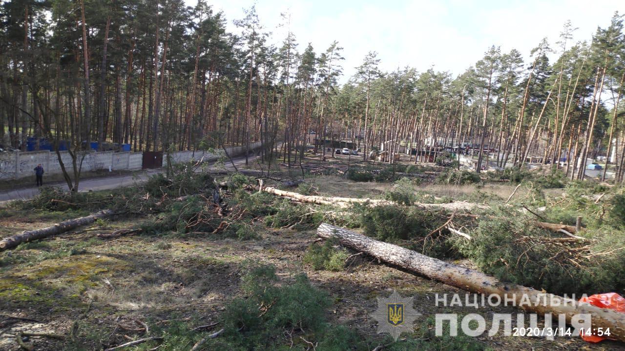 Полиция Киевщины расследует факт незаконной вырубки 60 сосен в Ирпене (фото)
