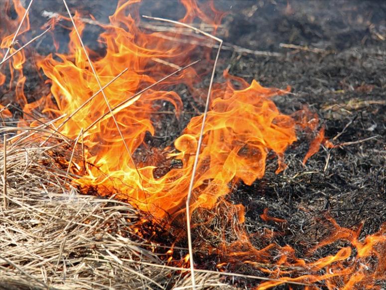 На минувшей неделе столичные спасатели 47 раз выезжали на тушение пожаров в экосистемах города