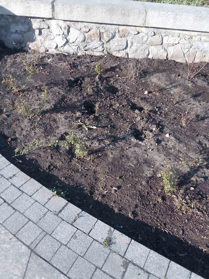 Неизвестные украли растения, высаженные месяц назад у памятника Магдебургскому праву в Киеве (фото)
