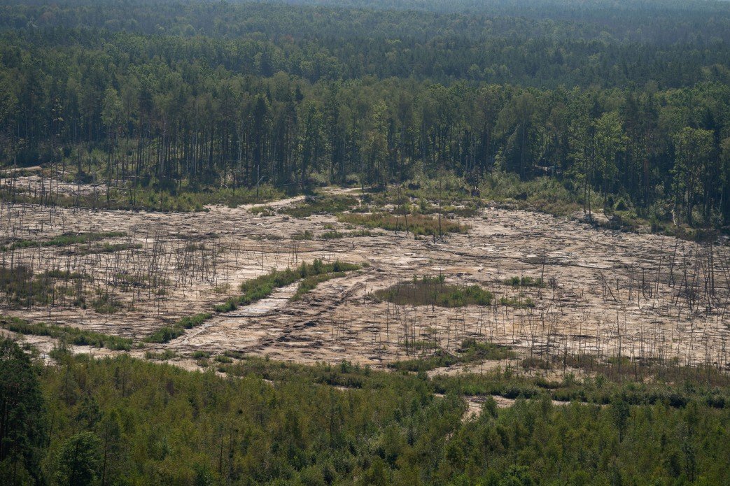 Профильный парламентский комитет рекомендовал Раде принять закон об инвентаризации лесов