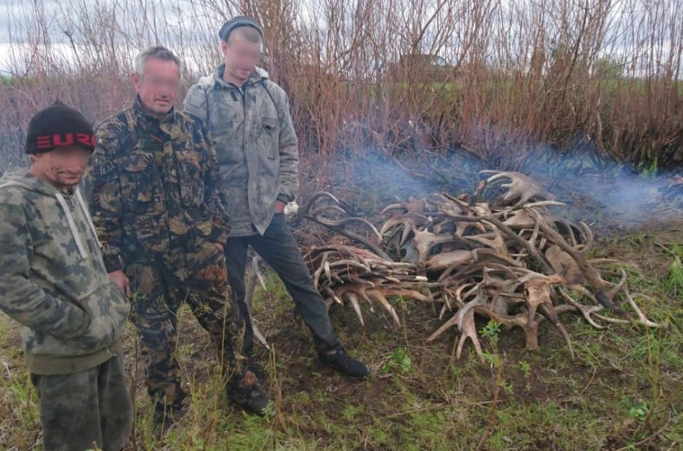 Полиция Киевщины задержала мужчин при попытке вывезти рога лосей из зоны отчуждения