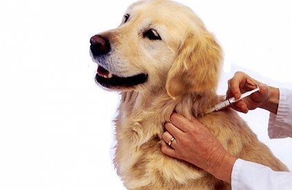 Жителям Борисполя предлагают бесплатно вакцинировать домашних животных от бешенства