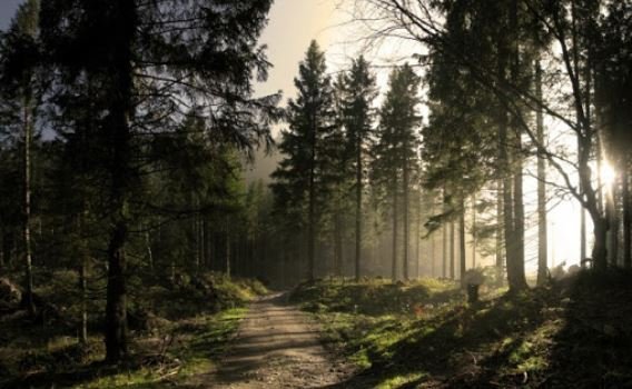 Суд восстановил право государства на 5,8 га “Беличанского леса” стоимостью более 51 млн гривен