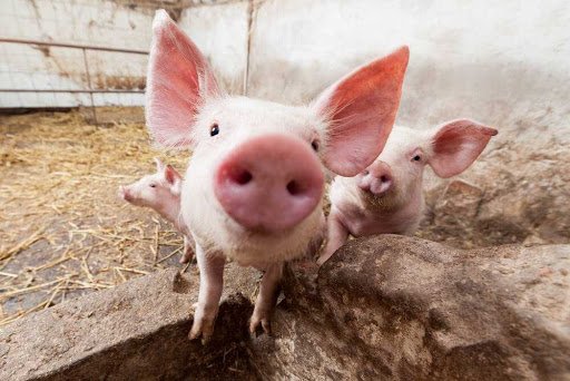 В Белоцерковском районе Киевщины зафиксирована вспышка африканской чумы свиней