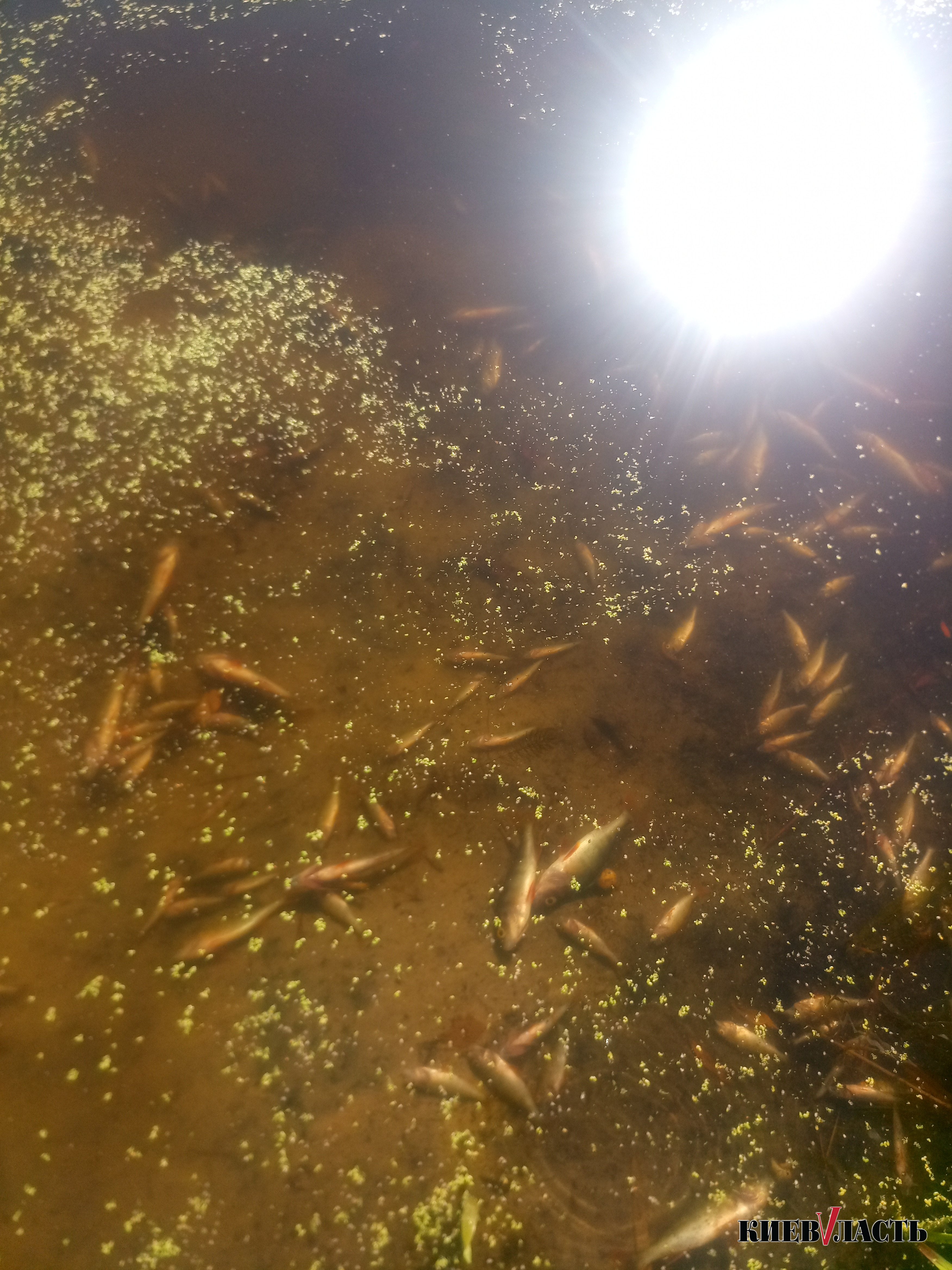 В одном из водоемов на Осокорках в Киеве произошел замор рыбы (фото)