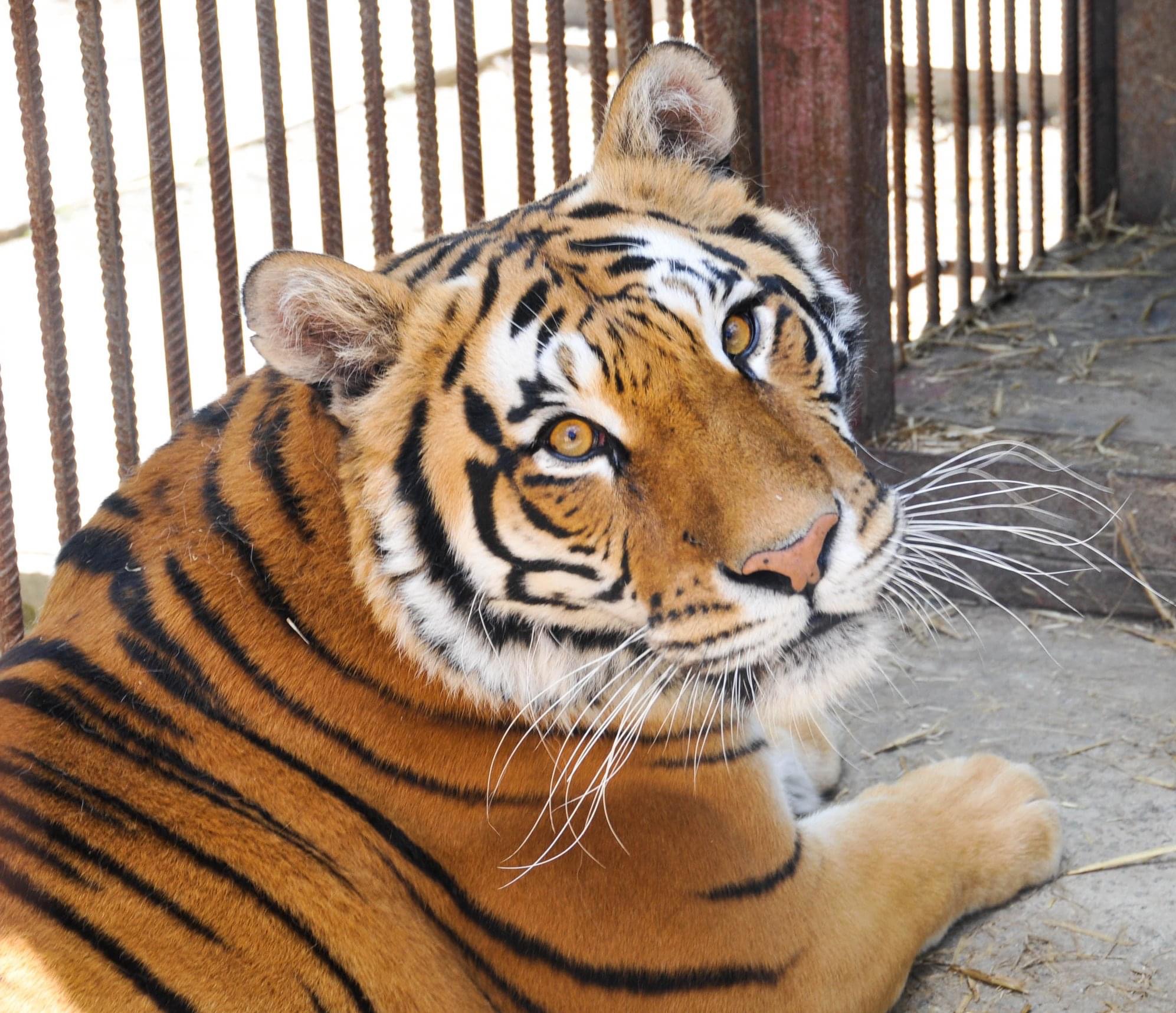 Приют под Киевом срочно собирает деньги на новый вольер для тигров, спасенных на Жуковом острове