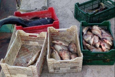 Киевский рыбоохранный патруль в августе зафиксировал нарушений более чем на миллион гривен