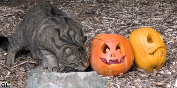 С завтрашнего дня, 27 октября, в киевском зоопарке начнется Зоо-Хэллоуин (график, видео)