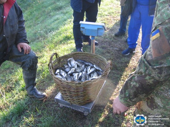 На Обуховщине в реку выпустили более полутора тонн рыбы (фото)