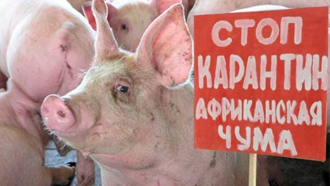 В Фастовском районе выявлена вспышка африканской чумы свиней