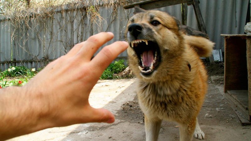 В Соломенском районе Киева у щенка выявили бешенство