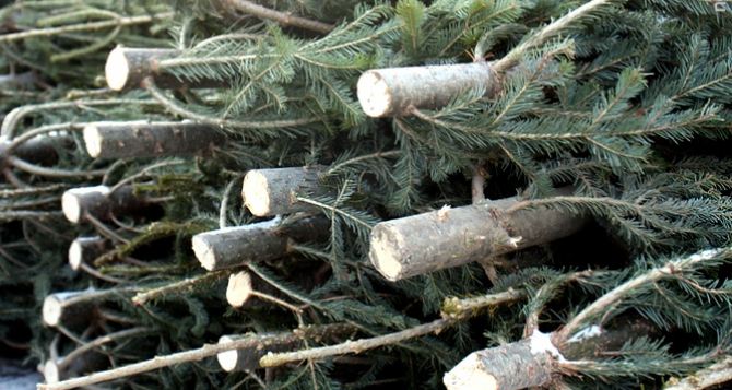 Госэкоинспекция усиливает контроль за реализацией новогодних елок в рамках акции “Новогодняя елка - 2021”