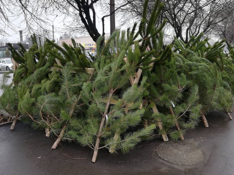 С 17 декабря в Киеве начнут работу пункты продажи елок и новогодних украшений (адреса)