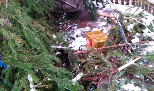 В Святошинском районе столицы вандалы разгромили новогодние елки (фото)