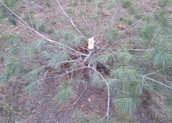 Вандалы сломали деревья в сквере в Днепровском районе Киева (фото)