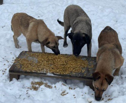 В Киеве за три дня накормили более 400 бездомных животных (фото)