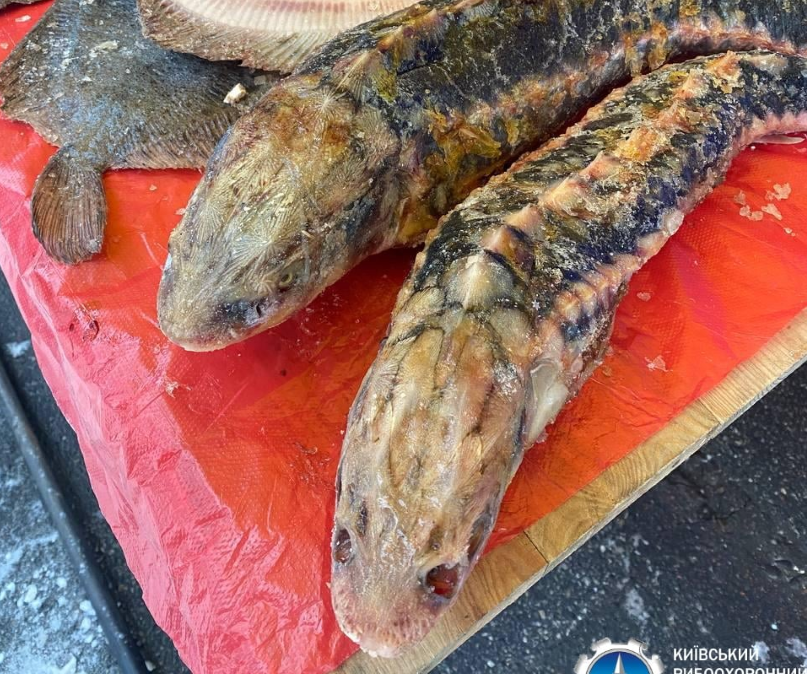 В Киеве зафиксировали торговлю рыбой, занесенной в Красную книгу Украины (фото)