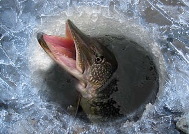В реке Фоса на Макаровщине выявлен замор рыбы (видео)