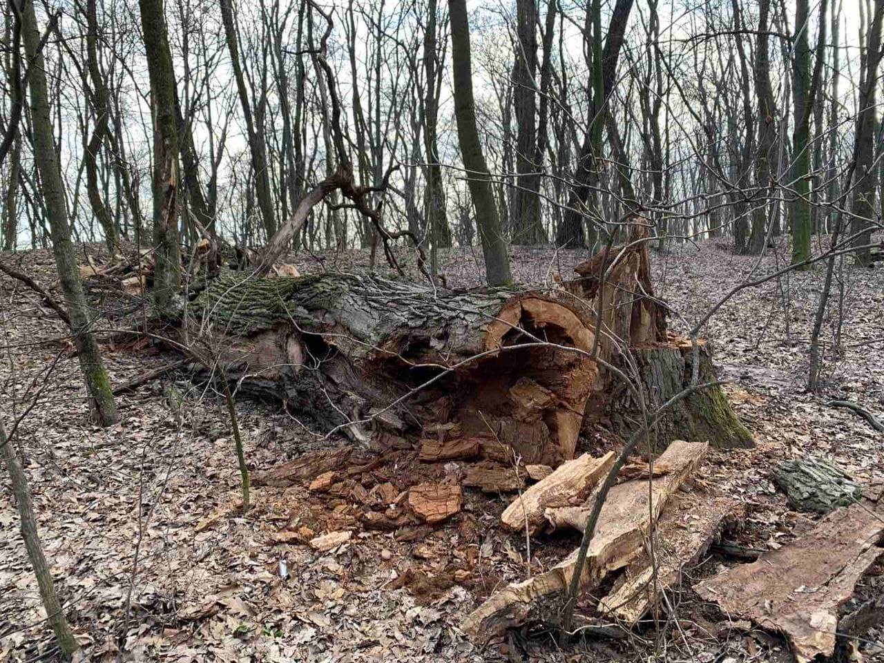 Ботсад опровергает информацию об уничтожении дубов под видом сухостоя возле Голосеевского парка (фото)