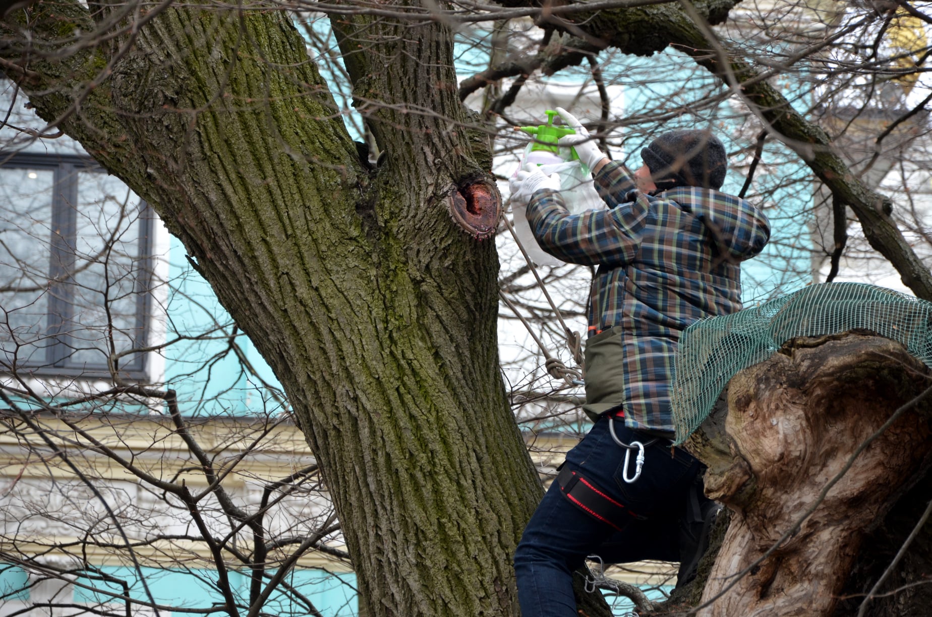 В Киеве обследовали и полечили историческое дерево (фото)