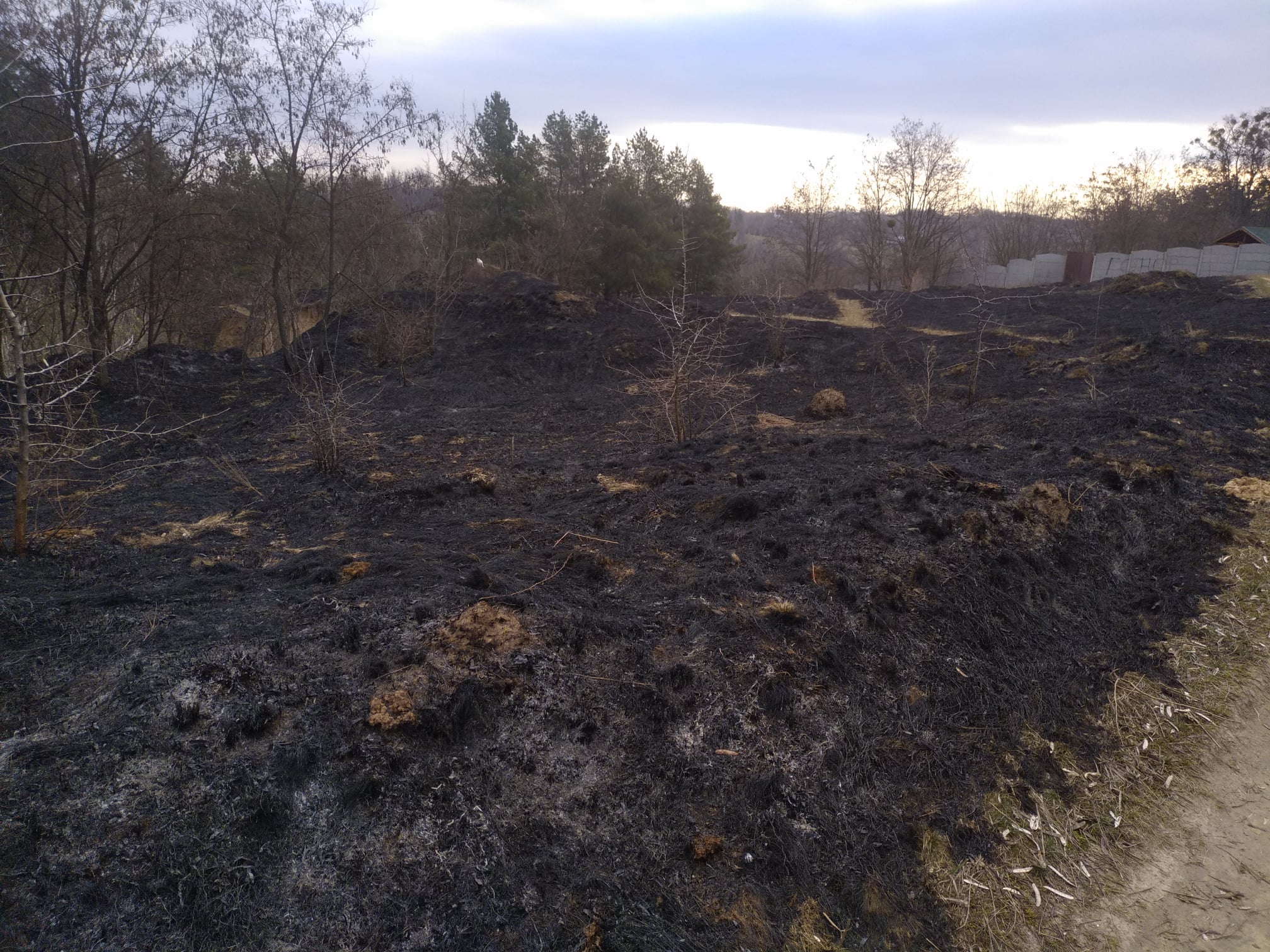 На Киевщине неизвестные сожгли ландшафтный заказник “Гора Педина”(фото)