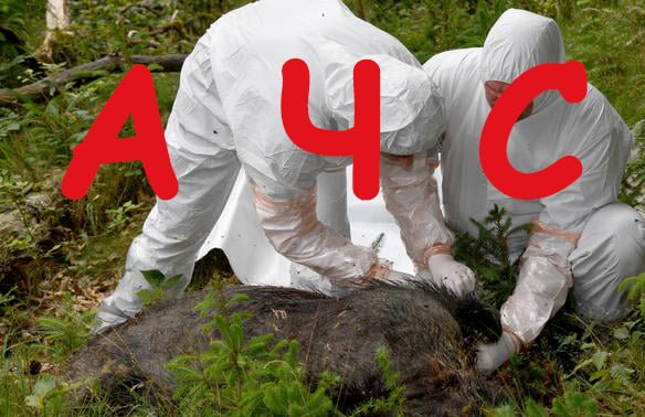 В Киеве зафиксирован случай африканской чумы свиней