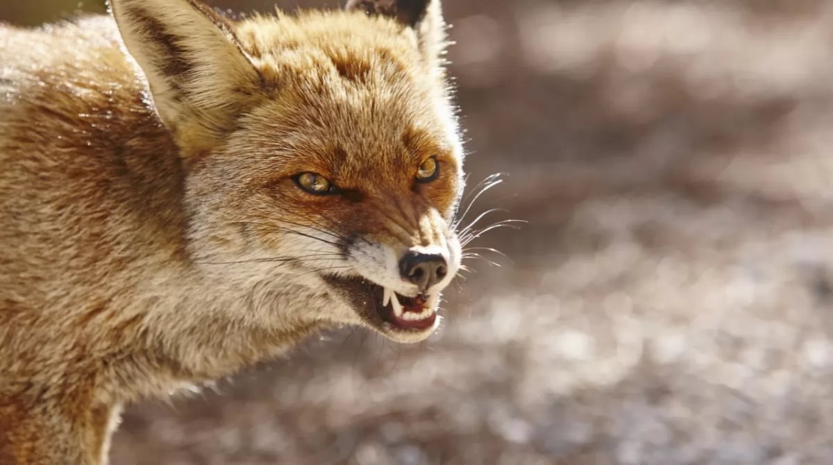На Переяславщине проведут вакцинацию домашних животных после выявления бешенства у лисы