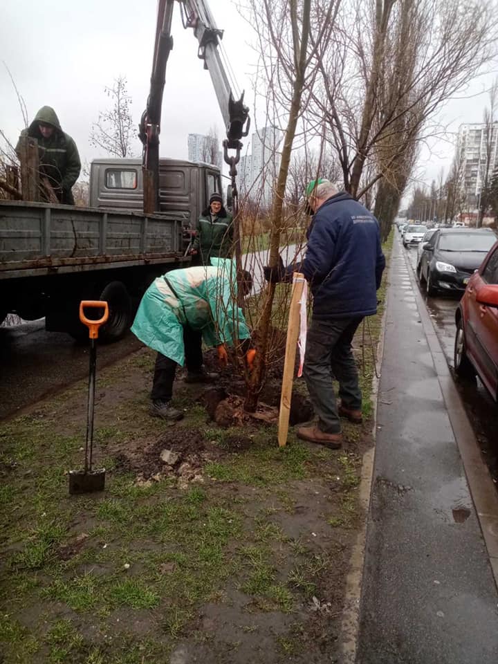 На двух локациях Днепровского района Киева высадили черные тополя (фото)
