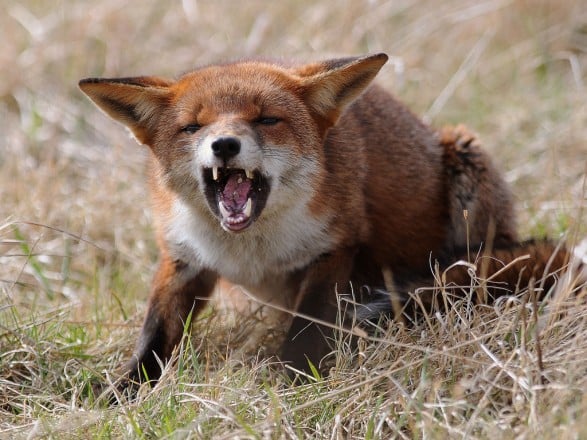 В Голосеевском районе столицы выявлено бешенство у покусавшей человека лисы