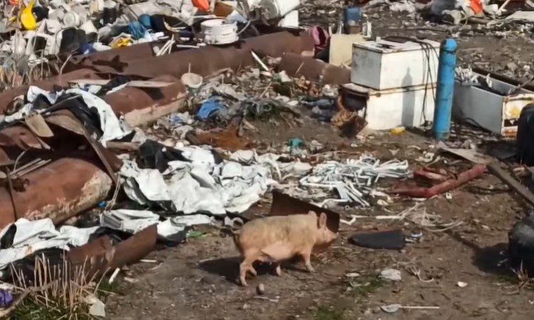 На Киевщине обнаружили огромную свалку с трупами животных и живыми свиньями (фото, видео)