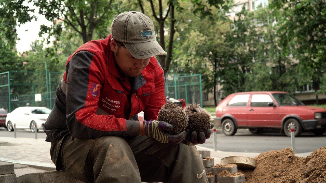 Киевская команда спасения животных почти семь часов спасала двух ежей в Броварах (фото)