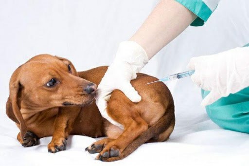В воскресенье, 11 июля, в Святошинском районе будут бесплатно вакцинировать от бешенства домашних животных