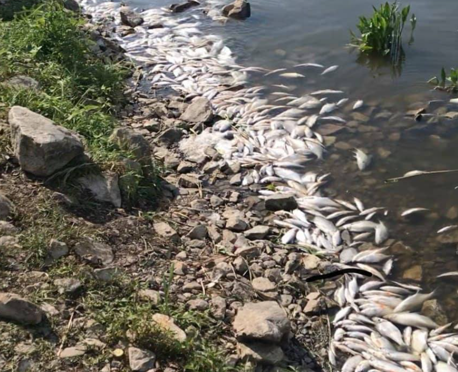 Специалисты определили причину замора рыбы в реке Супий на Киевщине