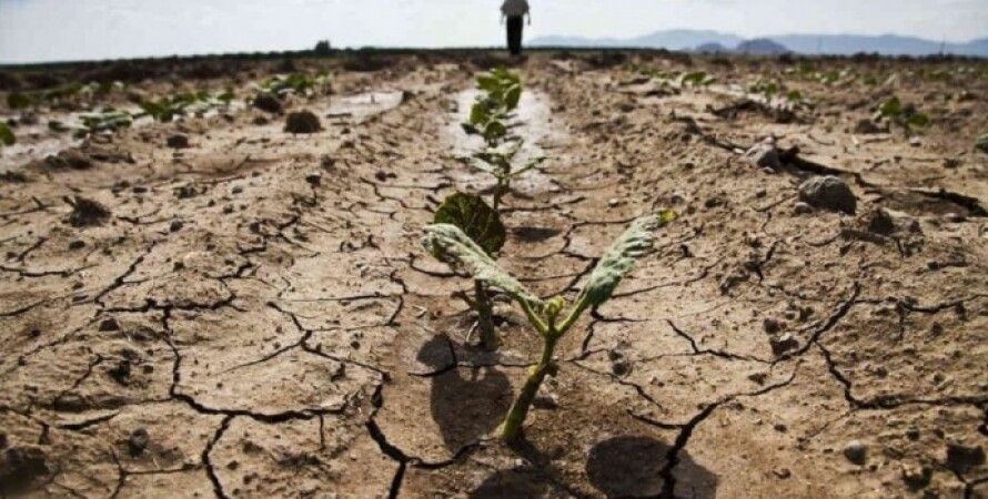 Аграриям, утратившим посевы из-за засухи, Кабмин установил компенсации