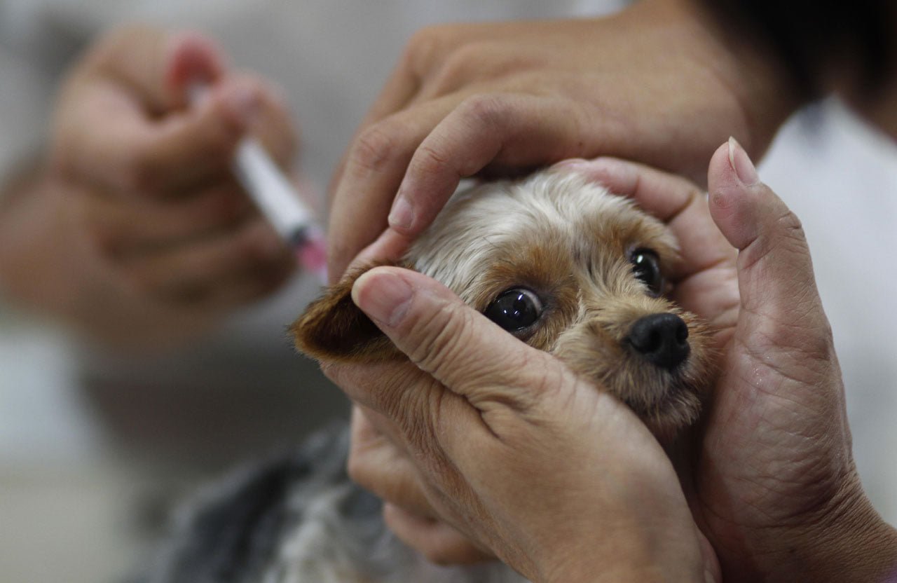 Сегодня и завтра, 7 и 8 сентября, в двух селах на Киевщине будут вакцинировать животных от бешенства