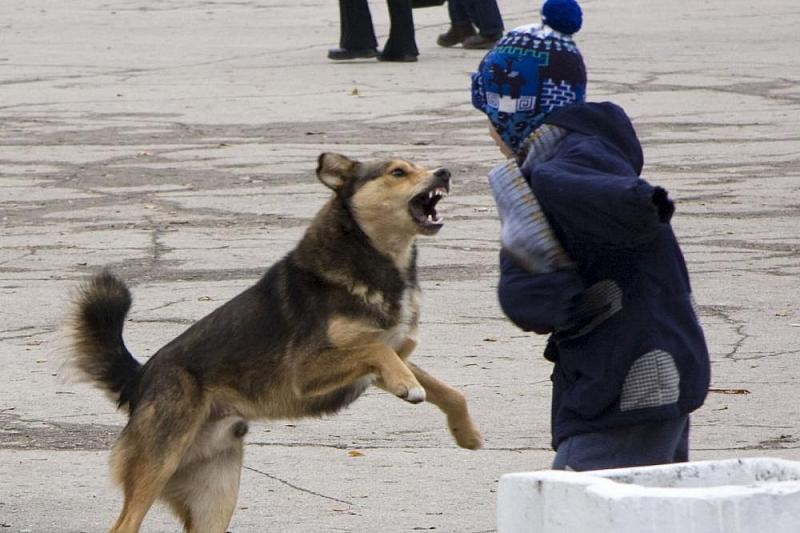 Жители столичных Бортничей просят местную власть заняться отловом бродячих собак