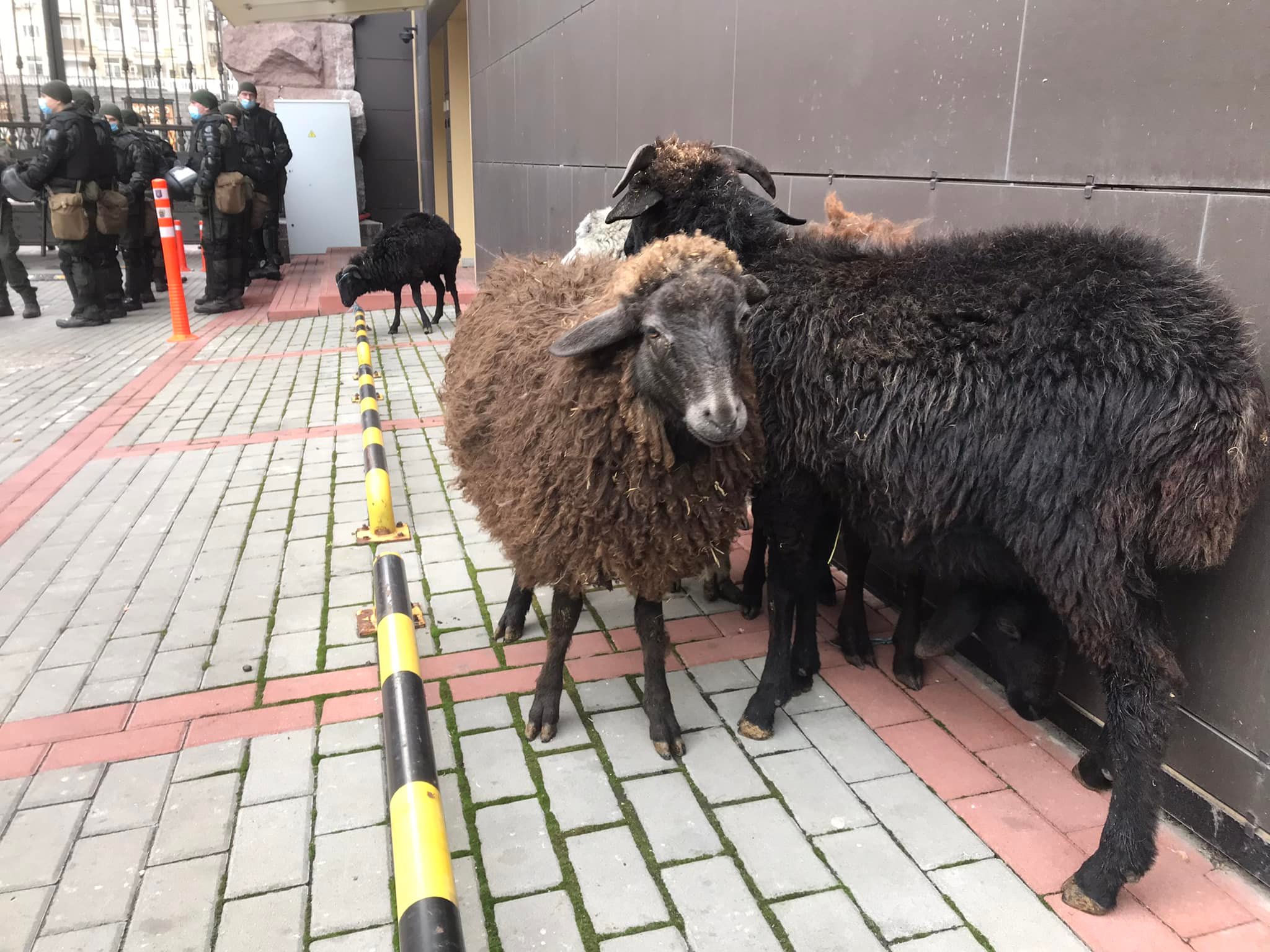 Полиция отобрала овец у митингующих под КГГА (фото)