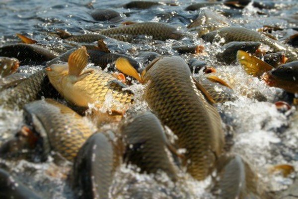 Сегодня в столичном парке “Наталка” планируют выпустить в Днепр 3 тонны рыбы