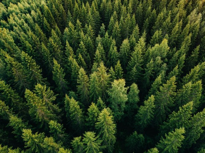 Экологический комитет ВР рекомендовал закон, позволяющий Кабмину изменять целевое назначение лесов