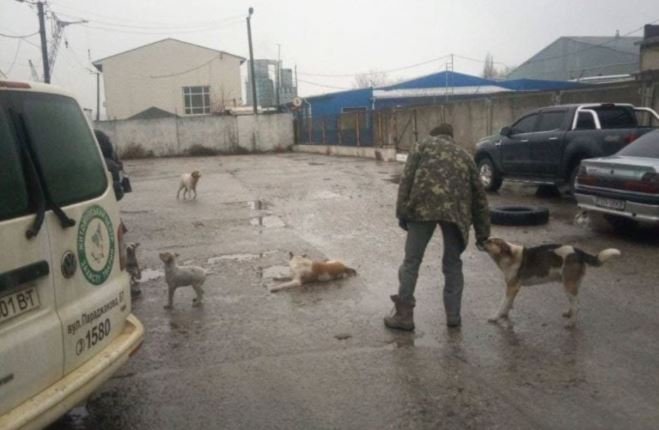 Полтора десятка бродячих собак из Киевской области стерилизуют в Житомире