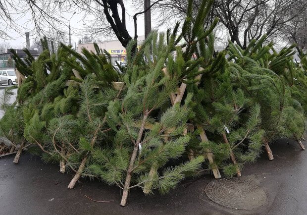 Новогодние деревья в Киеве будут продаваться почти на 200 ярмарках (адреса)