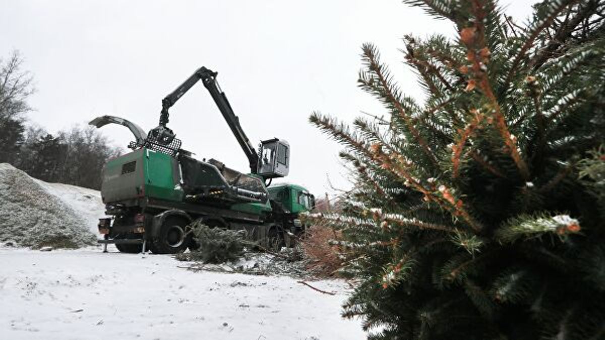 Пять пунктов сбора новогодних деревьев открываются в Василькове на Киевщине (адреса)