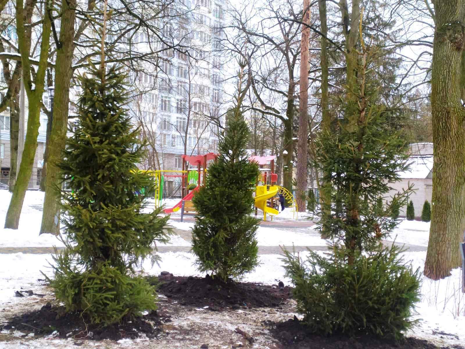 Полсотни деревьев высадили в Святошинском районе Киева (фото)