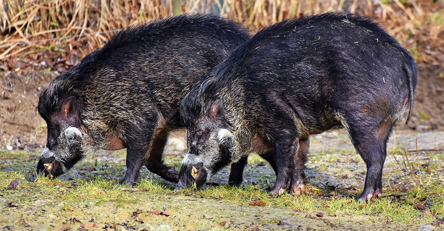 На Киевщине зарегистрировали вспышку африканской чумы свиней